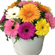 Gerberas in a round box
