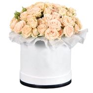 Cream bush roses in a box