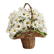 Basket of 7 daisy chrysanthemums