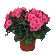 Begonia