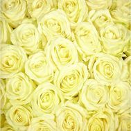 White roses per piece