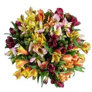 Bouquet of 29 multicolored alstromeries