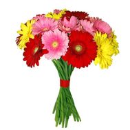 Bouquet of 21 multicolored gerberas