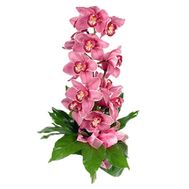 Bouquet of flowers from 1 branch of a pink orchid