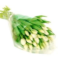 Bouquet of flowers from 27 white tulips