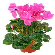 Cyclamen