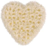 25 chrysanthemums