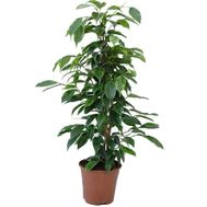 Ficus