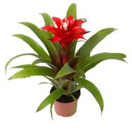 Guzmania