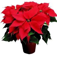 Indoor plant Christmas Star (Poinsetia)