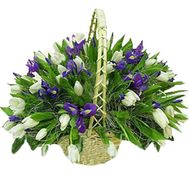 Basket of 45 tulips and 26 irises