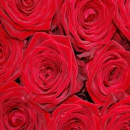 Red roses per piece