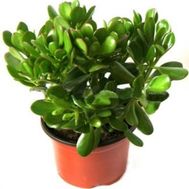 Crassula (Money tree)