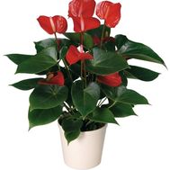 Buy Anthurium
