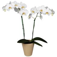 Phalaenopsis white orchid (2 branches)