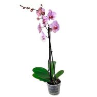 Houseplant Orchid phalaenopsis
