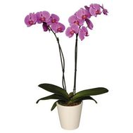 Phalaenopsis orchid (2 branches)