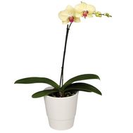 Yellow orchid (1 branch)