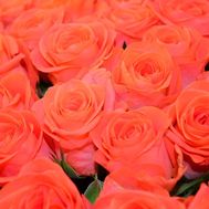Orange roses by the piece