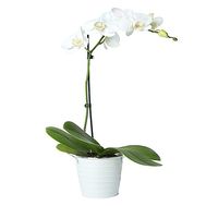 White phalaenopsis orchid (1 branch)