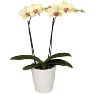Phalaenopsis orchid yellow in color (2 branches)