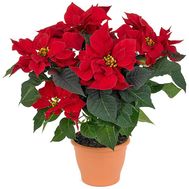 Poinsetia (Christmas Star)