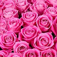 Pink roses per piece