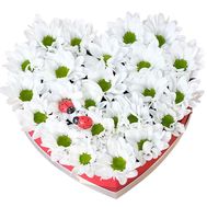 11 chrysanthemums