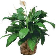 Spathiphyllum (Female happiness)