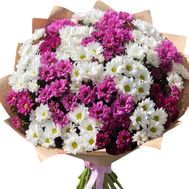 Bouquet of 35 multi-colored chrysanthemums