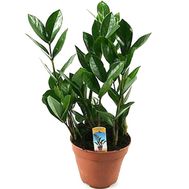 Zamiokulkas (dollar tree)