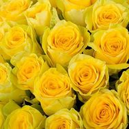 Yellow roses by the piece