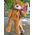 Brown teddy bear 2 meters