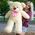 meter teddy bear