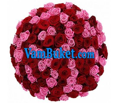 101 red and pink roses