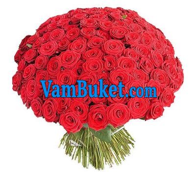 251 red rose