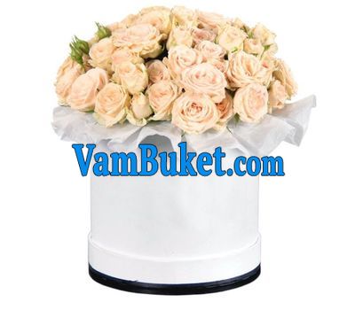 Cream bush roses in a box