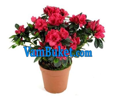 Azalea