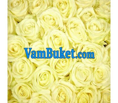 White roses per piece