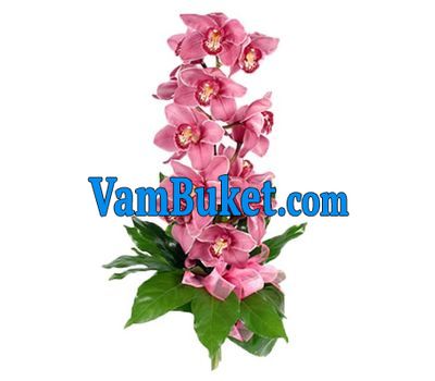 Bouquet of flowers from 1 branch of a pink orchid