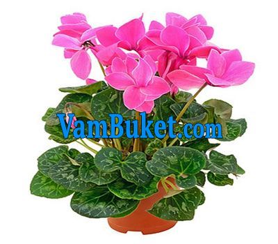 Cyclamen