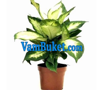 Dieffenbachia