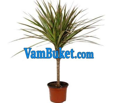 Dracaena