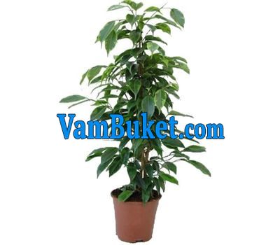 Ficus