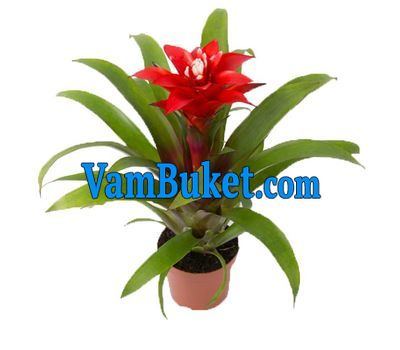Guzmania