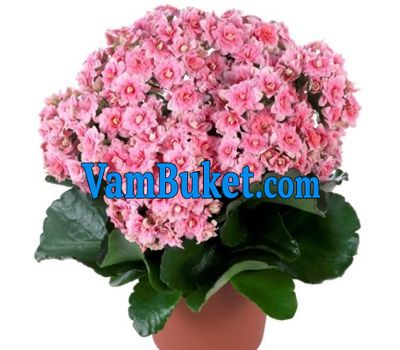 Kalanchoe