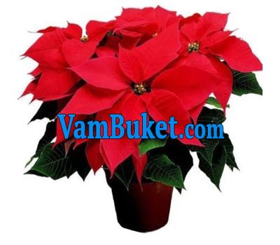 Indoor plant Christmas Star (Poinsetia)