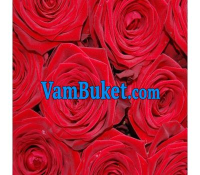 Red roses per piece