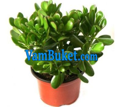 Crassula (Money tree)