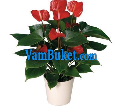 Buy Anthurium